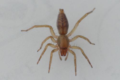 Réf. 203 289 : Clubiona comta